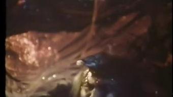 蜈蚣咒在线观看  第3张